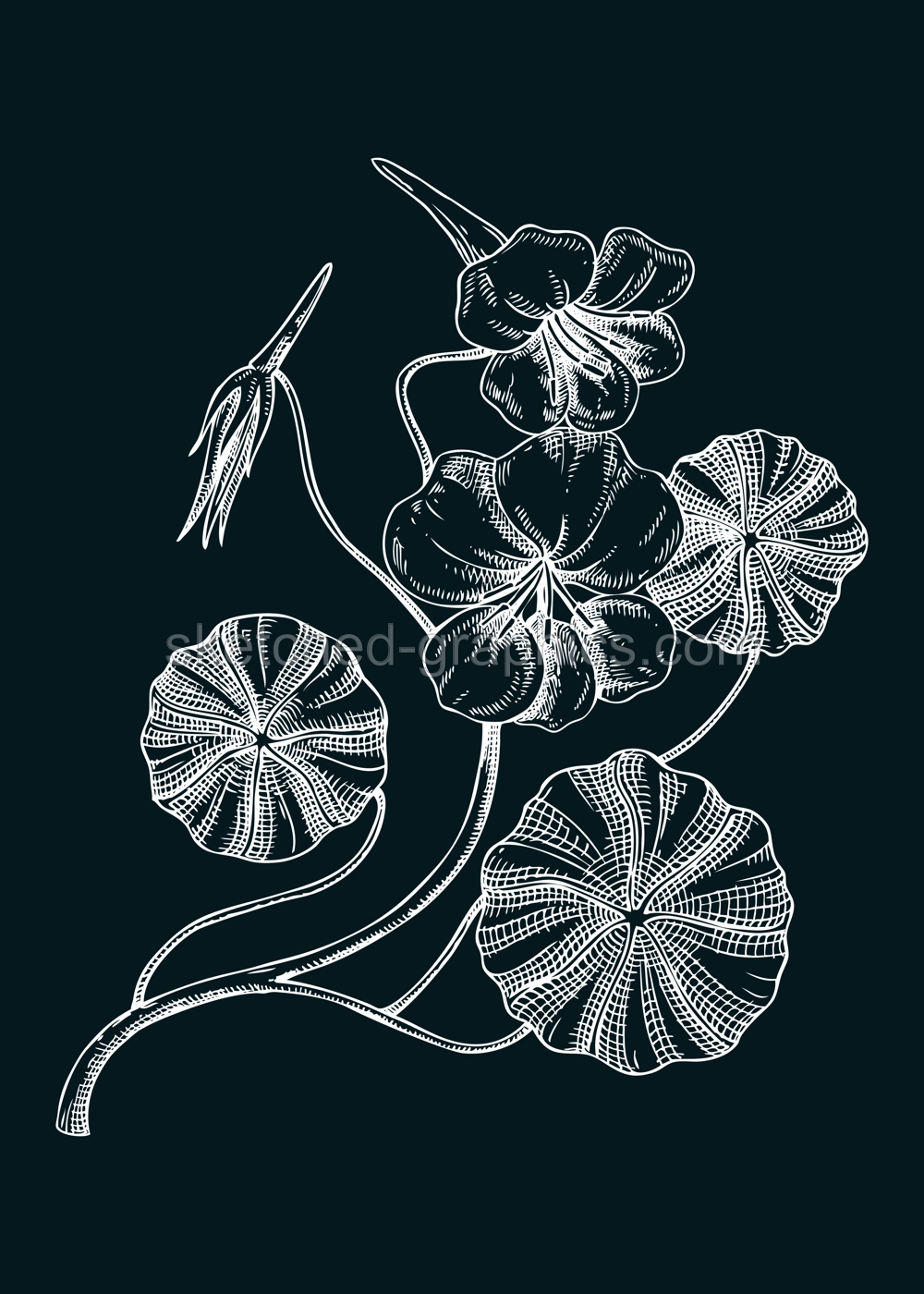 Nasturtium vector illustration. Hand-drawn summer flower sketch. Wildflower drawing on chalkboard. Meadows or gardens flowering plants. Floral design element in engraved style Illustration